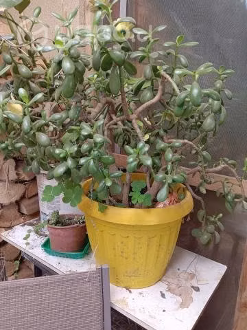 Árbol de Jade