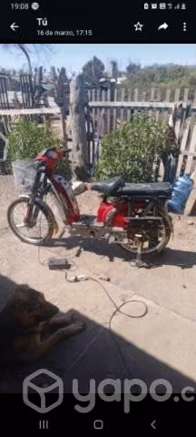 BUSCO caballo manso o yegua mansita