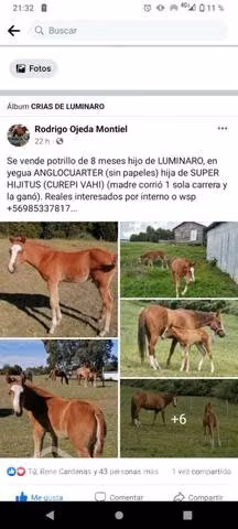 Potro hijo de luminario - Imagen 4