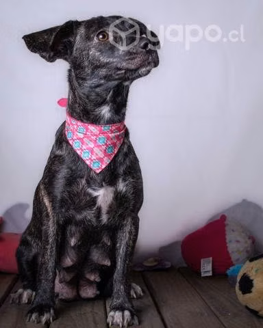 Hermosa Sol, perrita mezcla de salchicha