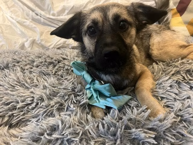Hermosa y pequeña Emma en adopción