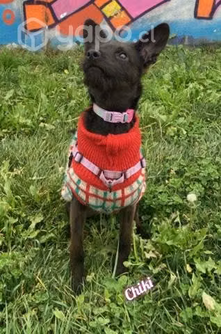 Hermosa Chiki en adopción