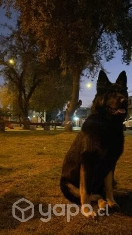 Busco perro pastor alemán para perra en celo