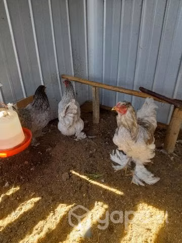 Trios de bramas