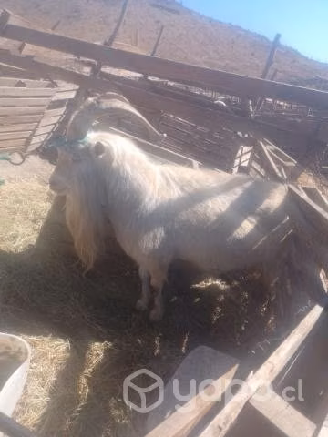 Chivo y cabra Sannen - Imagen 2