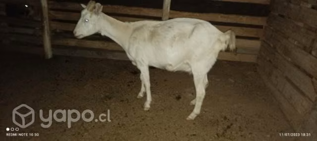 Chivo y cabra Sannen