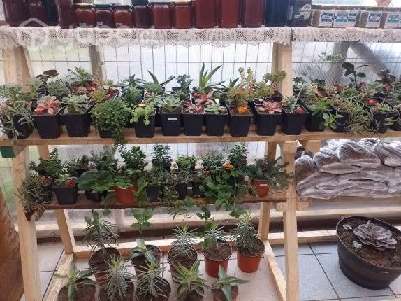 Plantas y árboles frutales