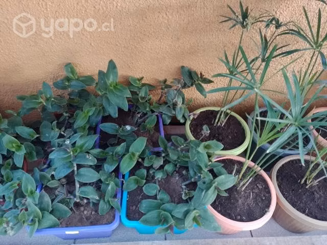 Plantas y árboles frutales