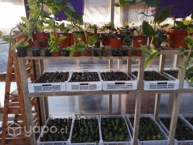 Plantas y árboles frutales