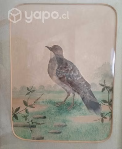 Antiguo Cuadro Ave Con Plumaje Natural Inglaterra