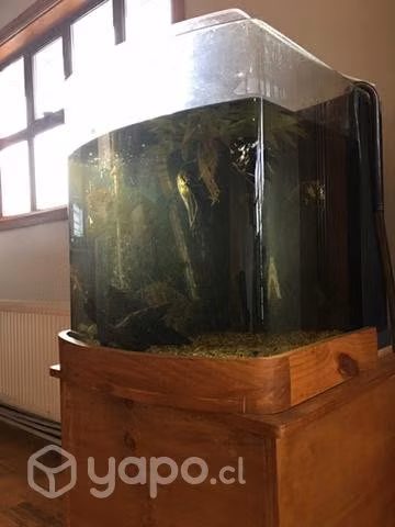 Acuario curvo con mueble de madera