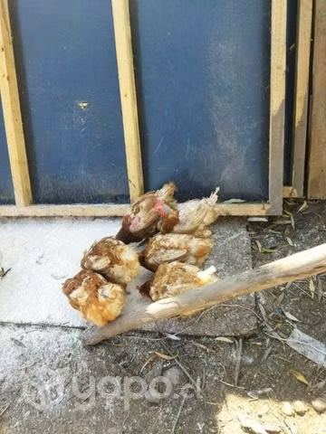 Gallinas precio - Imagen 2
