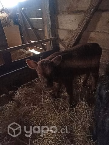 Terneros Angus