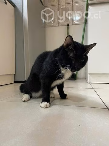 Gatito en adopción - Imagen 3