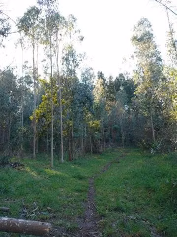 Campo