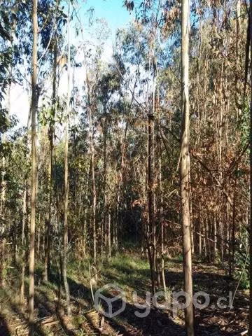 Campo - Imagen 3