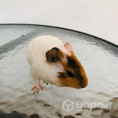 Cuy O Cobayo