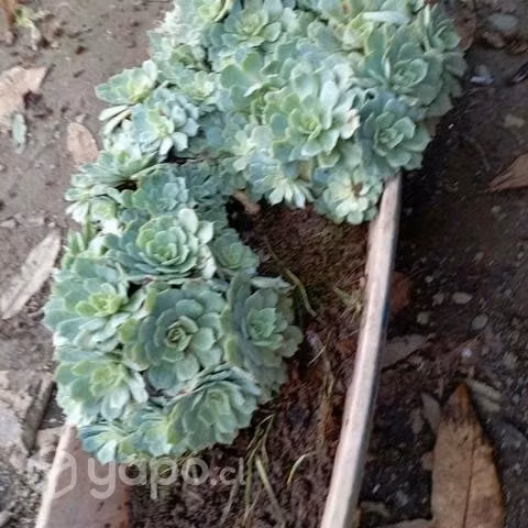 Suculentas - Imagen 3