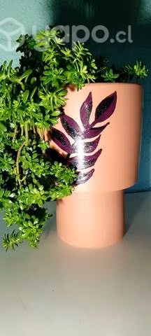 Regalo vivo