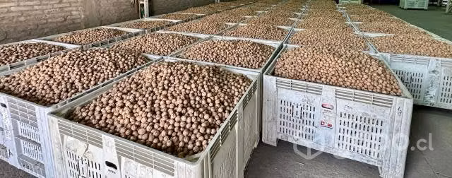 Venta Nueces Chandler - Cosecha 2023