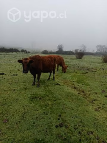 una vaca angus rojo y vaquilla preñadas