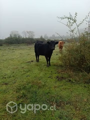 una vaca angus rojo y vaquilla preñadas