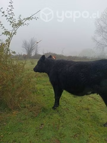 una vaca angus rojo y vaquilla preñadas