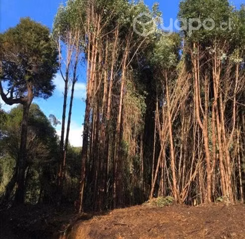 Parcela en Natri (chiloe) - Imagen 3