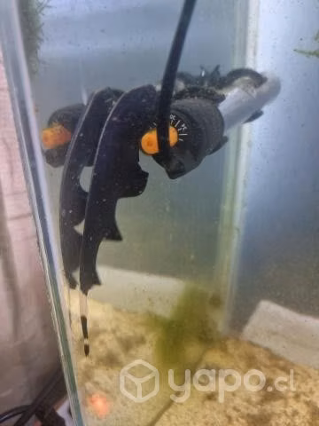 Peces tropicales