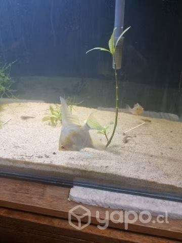 Peces tropicales