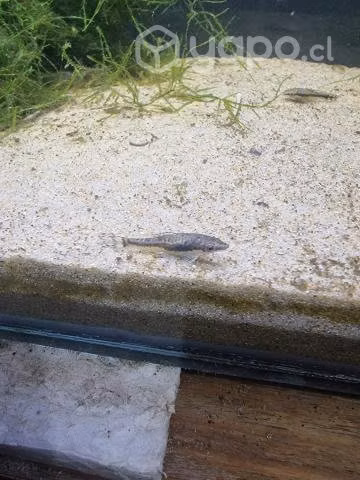 Peces tropicales