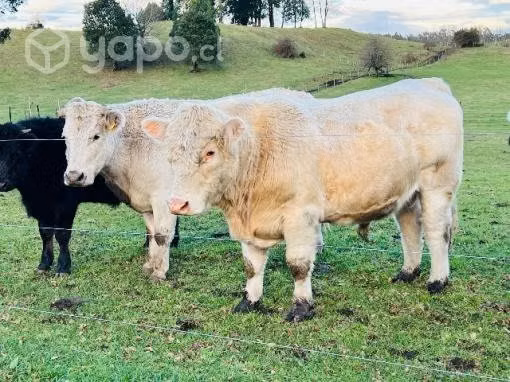 Torete charolais