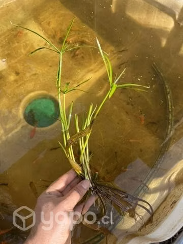 Plantas y peces