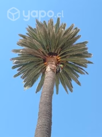 Servicio de poda y limpieza de ramas