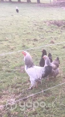 Pollas brahmas poniendo