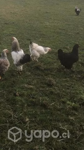 Pollas brahmas poniendo