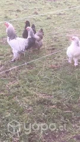 Pollas brahmas poniendo