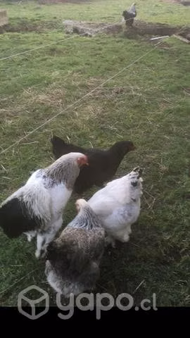 Pollas brahmas poniendo