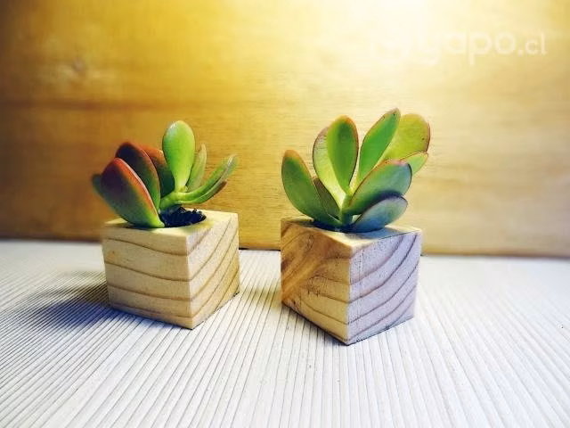 Eventos Regalos recuerdos suculentas cactus bonsai