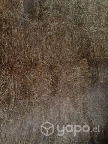 Fardos de Alfalfa - Imagen 3