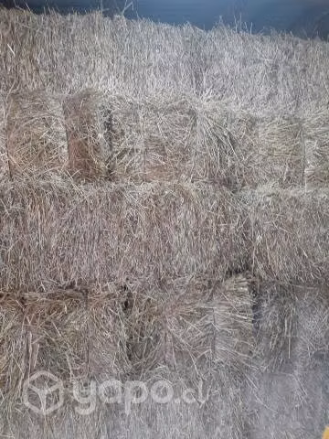 Fardos de Alfalfa - Imagen 4