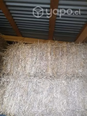 Fardos de Alfalfa - Imagen 2