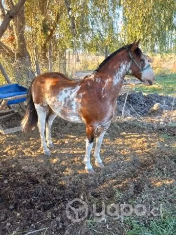 Caballo