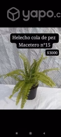 Plantas de interior y exterior, helechos,MONSTERAS