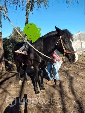 Llegua mansa