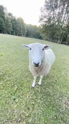 Carnero Texel