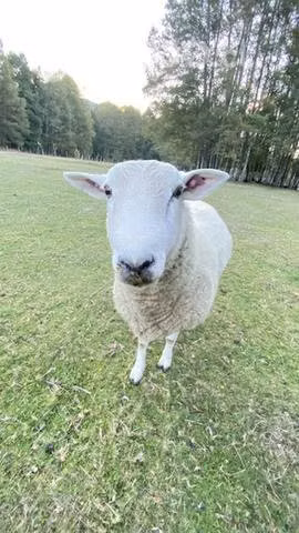 Carnero Texel