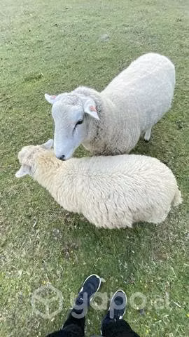 Carnero Texel