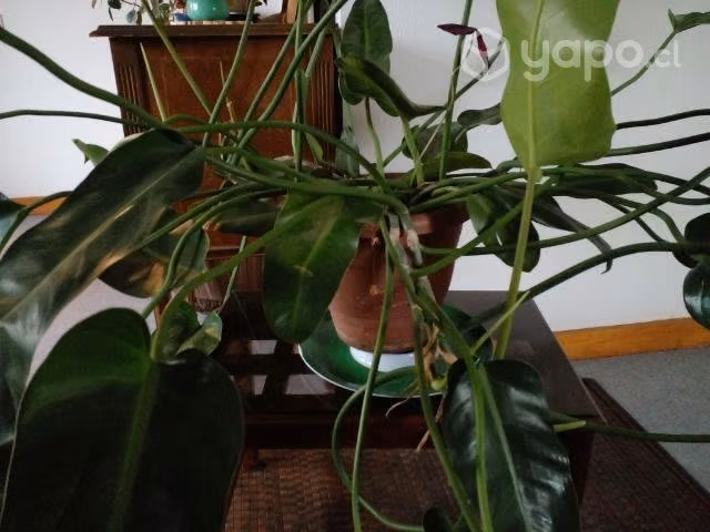 Hermosas, grandes plantas de interior y exterior