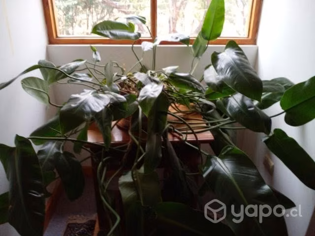 Hermosas, grandes plantas de interior y exterior - Imagen 3